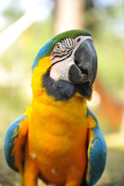 Hotel Fazenda Floresta Do Lago ソコロ エクステリア 写真