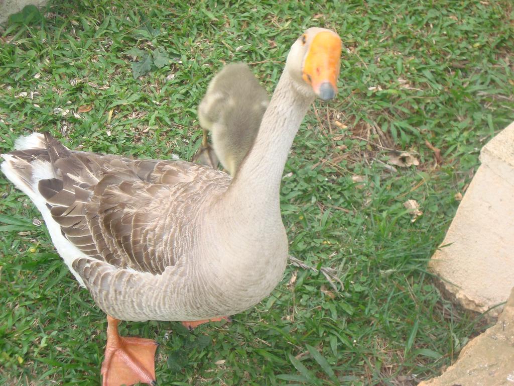 Hotel Fazenda Floresta Do Lago ソコロ エクステリア 写真