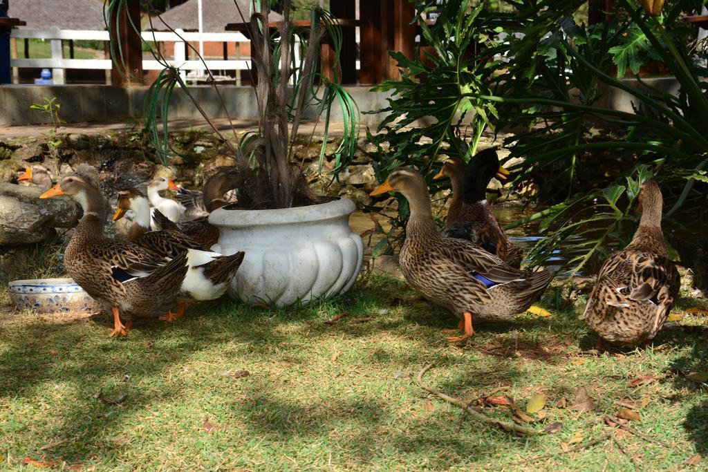 Hotel Fazenda Floresta Do Lago ソコロ エクステリア 写真